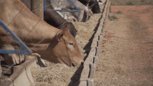 C0001.00_04_30_20.Still020