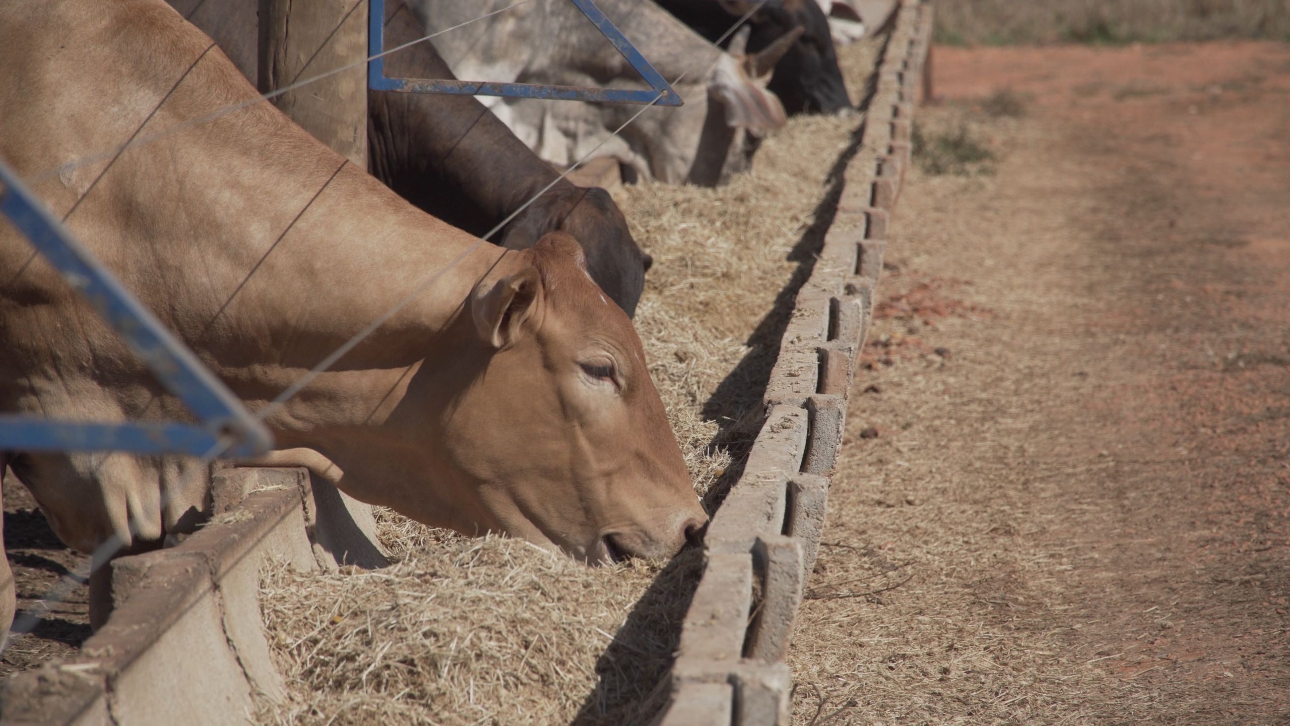 C0001.00_04_30_20.Still020